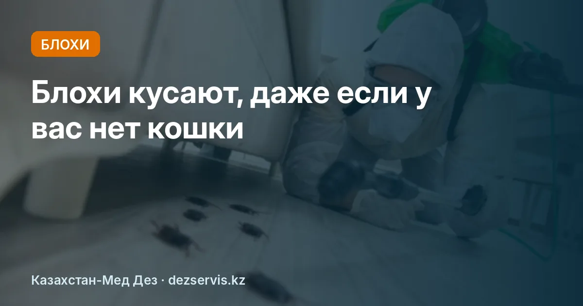 Блохи в квартире: откуда берутся и как избавиться