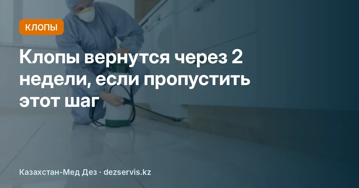 Как избавиться от клопов в квартире: пошаговый план